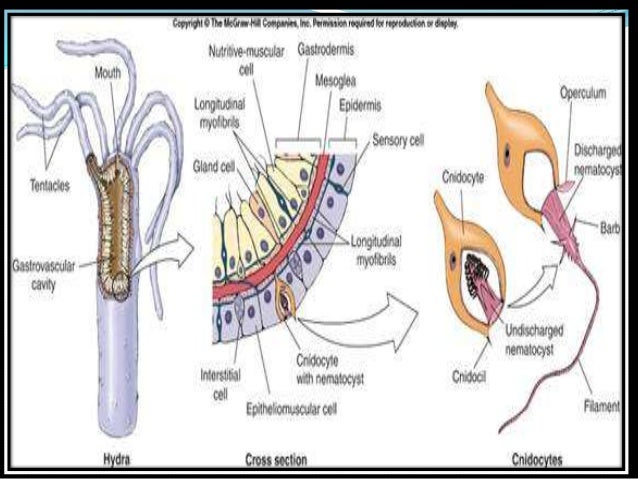 nutritive muscular cells in hydra nutritive muscular cells in hydra